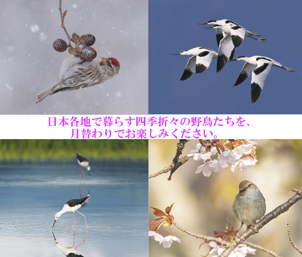 日本野鳥の会 バードショップオンライン Wild Bird カレンダー