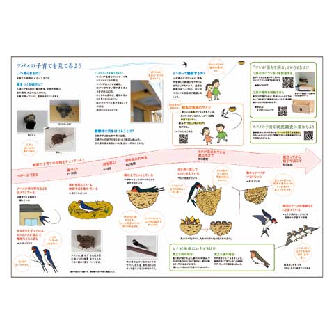 日本野鳥の会 バードショップオンライン Wild Bird ツバメ特集