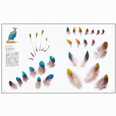 日本野鳥の会 バードショップオンライン Wild Bird 写真集 ガイドブック 絵本 世界の美しき鳥の羽根 鳥たちが成し遂げてきた進化が見える 日本野鳥の会 バードショップオンライン Wild Bird 写真集 ガイドブック 絵本 世界の美しき鳥の羽根 鳥たちが成し遂げてきた進化が見える