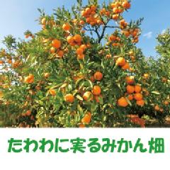 日本野鳥の会 バードショップオンライン Wild Bird 食品 みかんチップス