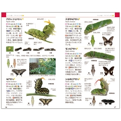 日本野鳥の会 バードショップオンライン Wild Bird 図鑑 イモムシ ハンドブック