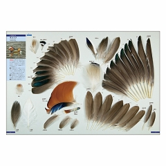 日本野鳥の会 バードショップオンライン Wild Bird 図鑑 原寸大写真