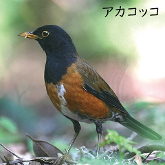 ʂiƂ肵Ƃ|bv/j