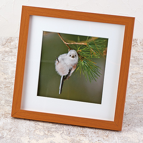 日本野鳥の会 バードショップオンライン Wild Bird カレンダー